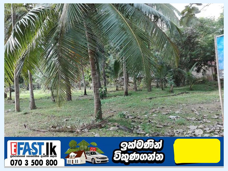 LAND | FOR SALE | ANURADHAPURA